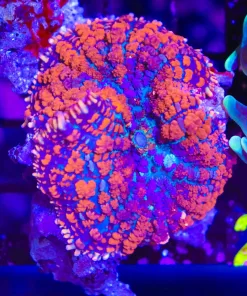 Wysiwyg One of a kiind rhodactis mushroom (C11)