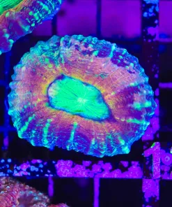 Wysiwyg Lobo Coral Tri Color (C110)