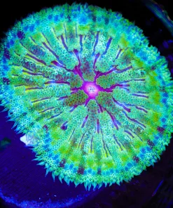 Wysiwyg Max Mini Carpet Anemone (C111) *Free Shipping ! Minimum $249 livestock spend*