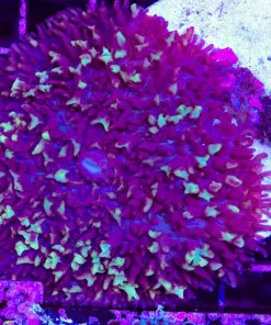 Wysiwyg Large Purple Fire Mushroom * from March's personal stash of corals (C113)
