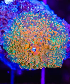 Wysiwyg Flamethrower Mushroom * from March's personal stash of corals (C115)