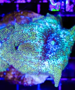 Wysiwyg Golden Leopard Mushroom x2 (C115)