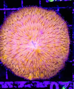 Wysiwyg Plate Coral Orange (C119)