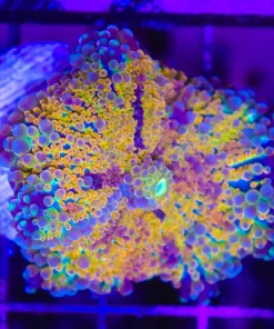 Wysiwyg Rainbow Yuma XL (C120)