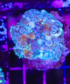 Wysiwyg Fuzzy Mushroom (C120)