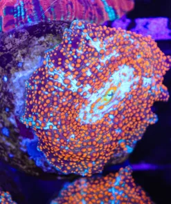 Wysiwyg Frosted Ultimate Intersetllar Msuhroom (C124)