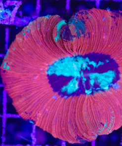 Wysiwyg Open Brain Coral (C126)