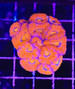 Wysiwyg Acan Coral COlony (C129)