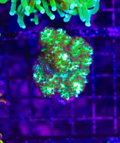 Wysiwyg dr Fuzzy Nepthea Colony (C13)