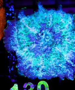 Wysiwyg Storm Trooper Mushoom XL (C130)