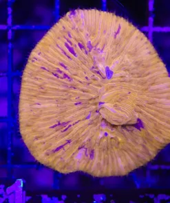 Wysiwyg Plate Coral (C131)