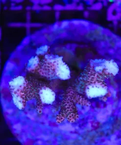 Wysiwyg Acropora Stump *pick up only* (C132)