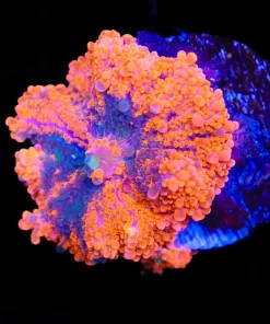 Wysiwyg Hyper Yuma Coral Large (C132)