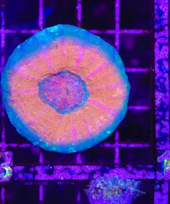 Wysiwyg Scolymia (C133)