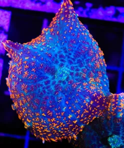 Wysiwyg Crimson Mushroom (C135)