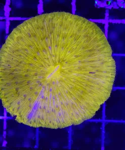 Wysiwyg Plate Coral (C136)