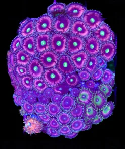 Wysiwyg Crazy Zoanthid Combo Colony (C138)