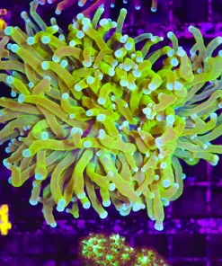 Wysiwyg Mustard Monkey Torch (C14)