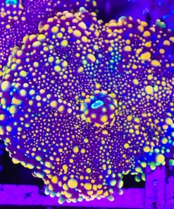 Wysiwyg XL Yuma (C140)