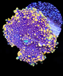 Wysiwyg Hyper Yuma Coral Large (C140)