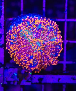 Wysiwyg Ultra Yuma (C142)