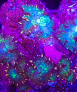 Wysiwyg Unique fire rim msuhroom - few of them bleached, rock full of them (C143)