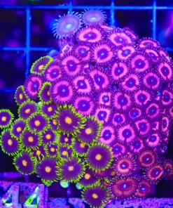 Wysiwyg Crzy Zoanthid Combo (C144)