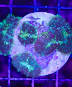 Wysiwyg Fuzzy Mushrooms (C146)