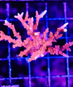 Wysiwyg TNT Anacropora Mini Colony (C146)