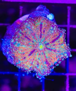 Wysiwyg Raibow Yuma (C148)