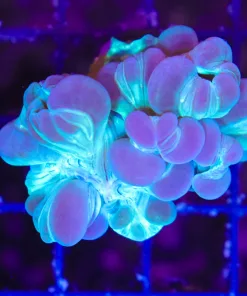 Wysiwyg Small Fox Coral Frag (One Of March's Favorite Corals) (C149)