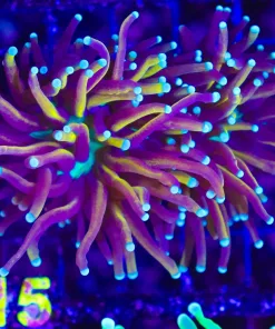 Wysiwyg Two Tone Torch Coral 2x heads (C15) *Free Shipping ! Minimum $199 livestock spend*