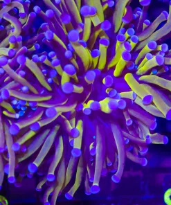 Wysiwyg Aussie gold torch (C15)