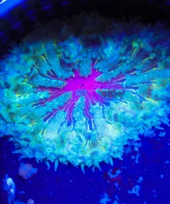 Wysiwyg Max Mini Carpet Anemone (C151)