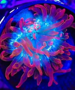 Wysiwyg Anemone (C152)