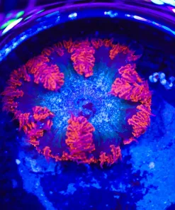 Wysiwyg Rock Flower Anemone (C152)