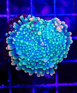 Wysiwyg One Of A King Yuma (C153) *Free Shipping !*