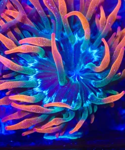 Wysiwyg Beautiful Anemone (C154)