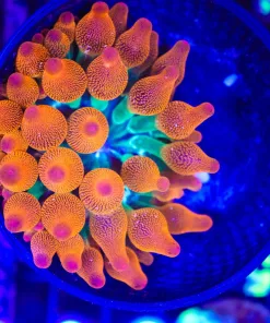 Wysiwyg BRIGHT small ultra anamone (C154)