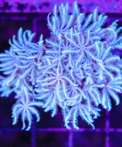 Wysiwyg White Pipe Organ *March's private stash* (C155)