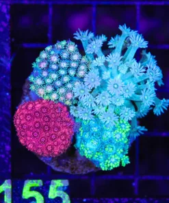 Wysiwyg Flowerpot Coral Combo (C155)