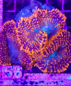 Wysiwyg 3x LargeFire Starter Massive Rhodactis (C156)