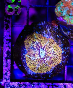 Wysiwyg Golden Leopard Mushroom (C156)