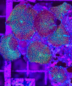 Wysiwyg Space Jam Mushroom Coral Colony (Yes , the entire rock ) (C157)