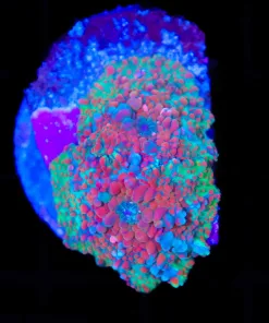 Wysiwyg 2x Insane Discsoma Mushrooms (C157)