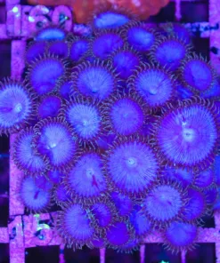 Wysiwyg XL Purple Death Palythoa Colony (C159)