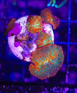 Wysiwyg 6x Forest Fire Mushroom (C16)