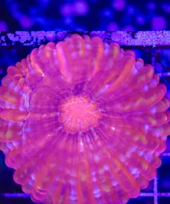 Wysiwyg Cynarina (C160) *Free Shipping ! No Minimum Livestock Spend*