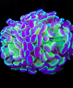 Wysiwyg Hologram Hammer (C19) *Free Shipping ! Minimum $249 livestock spend*