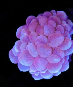 Wysiwyg Bubble Coral (C20)